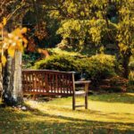 Un banc en bois dans un jardin ensoleillé entouré d'arbres et d'arbustes, avec des rayons de soleil tachetés sur l'herbe, invite à la réflexion pendant que vous contemplez la préparation du jardin pour l'hiver.